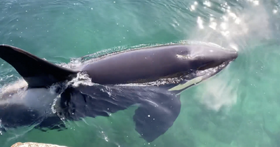 Killer whale swims up close to Scots in Orkney in 'once in a lifetime' moment