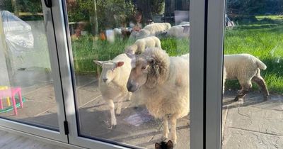 Stunned family open curtains in morning to find flock of 20 sheep staring at them