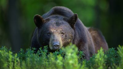 Thoughtless Yellowstone tourists crowd around little bear for selfies