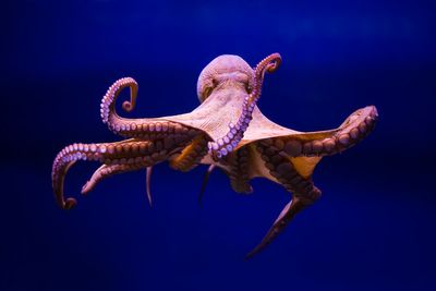 Voices: If octopuses are as sentient as cats, should we be farming them for food?