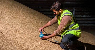 Grain-surfing robot aims to revolutionise crop management