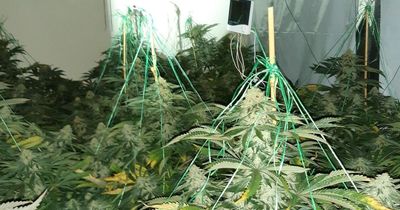 'Dangerous' cannabis farm found inside Nottinghamshire home