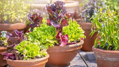 10 of the best vegetables to grow in pots – easy crops for spaces of any size