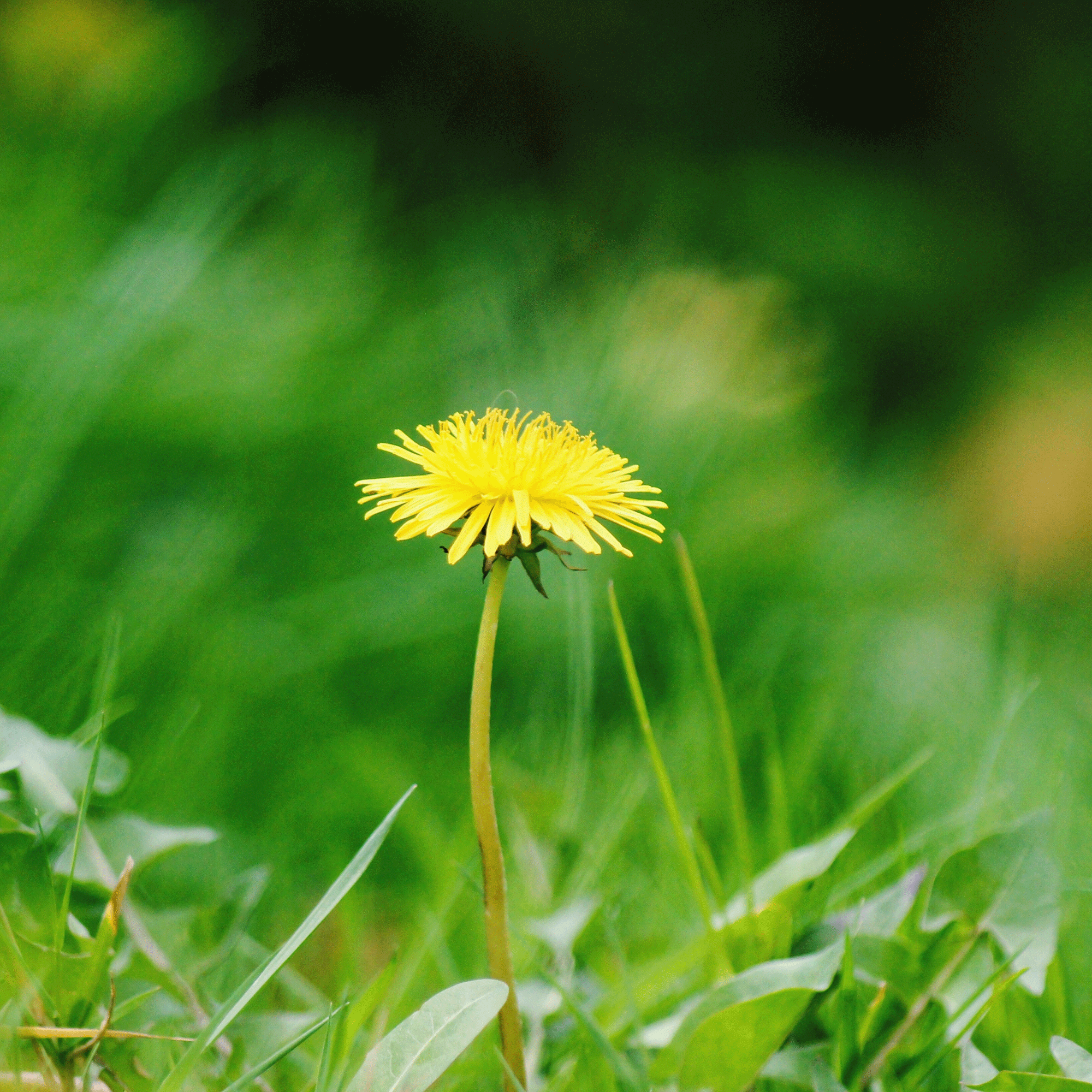 How do I get rid of dandelions in my lawn? The only way to get rid of them for good