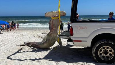 Critically endangered hammerhead shark found dead on US beach was pregnant with 40 pups
