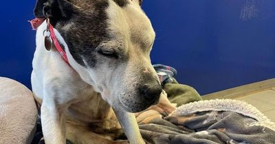 Sad bull terrier dog found dehydrated with rotten teeth and a missing a toe
