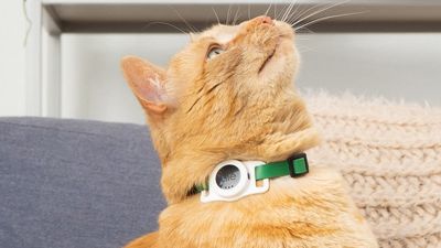 Find my cat – Tile launches a cat collar accessory with a Bluetooth tracker