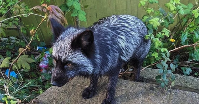 Rare silver fox captured by experts after being spotted roaming British town