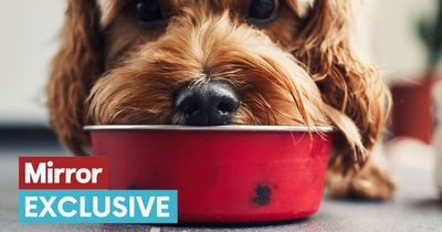 Vet shares how often pet owners need to feed their dog to keep them healthy