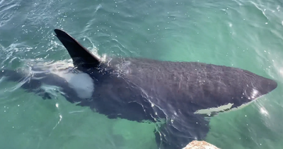 Scots man captures incredible killer whale footage in 'once in a lifetime' moment