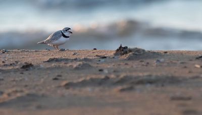 Know a single, female piping plover? Imani would like to meet her