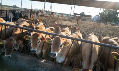 California’s Methane Climate Solution Rewards Dairy Gas. Other States Take a Harder Line.