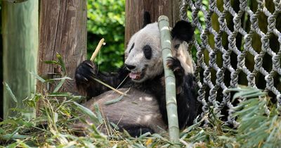 Giant panda Ya Ya leaves Memphis Zoo to head home to China after 20 years