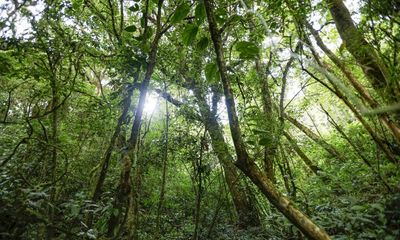 Why Costa Rica beats Britain in the conservation stakes