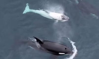 Rare white killer-whale calf spotted off California coast