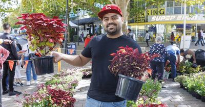 'It's good fun': Free plants attract hundreds of green thumbs