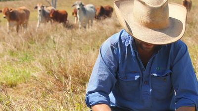 Cattle farmers worried about climate change take matters into their own hands