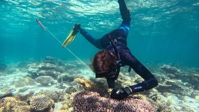 Ningaloo Reef coral crossbred for first time to improve resilience against warming waters