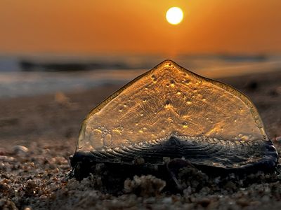 Thousands of little blue creatures are washing up on California beaches