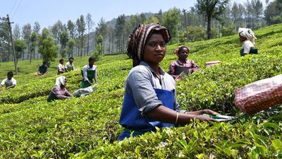 Tea Industry seeks floor price in the wake of rising cost, drop in production