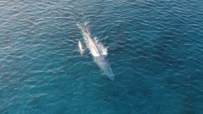 Rare pygmy blue whale calf spotted off Cheynes Beach near Albany, WA