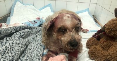 XL Bully and Rottweiler horror attack on dog walker and Terrier with 'blood everywhere'
