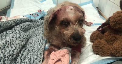 Terrier mauled by XL Bully and Rottweiler as owner screamed 'he's killing my dog'