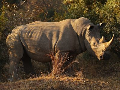 2,000 'near threatened' white rhinos are up for auction