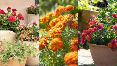 Flowers for pots in full sun – 10 cheerful choices that will stand up to the heat
