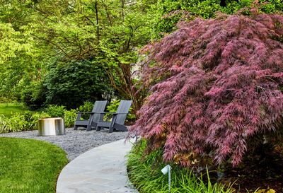The 6 best trees that change color with the seasons – picks to plant now that will bring seasonal wow-factor to your yard