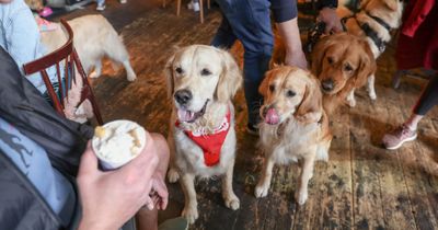 Golden Retriever cafe coming to Manchester this May bank holiday weekend