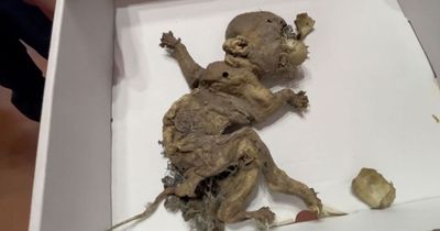 Mystery as 'goblin foetus' with claws and tail found by builders in warehouse