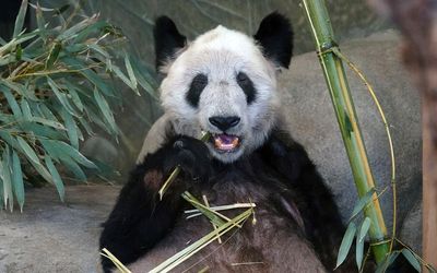 China welcomes home Ya Ya the panda after 20 years