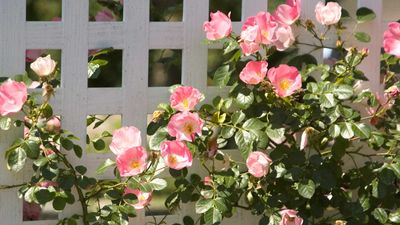 Create more patio privacy with a planter box with trellis – it’s a quick, easy, and stylish solution