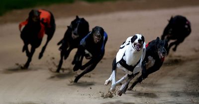 Greyhound disqualified from race for running too fast