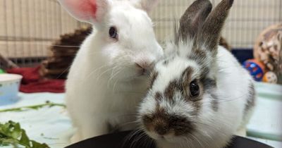 Bristol charity warns of 'rabbit breeding crisis' after dramatic increase in unwanted pets