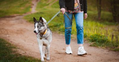 Warning to dog owners as leads linked to traumatic brain injury risk, study finds