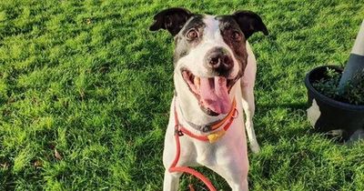 Lurcher cross with 'easy-going' nature in rescue care for 1,300 days desperate for a home