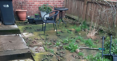 Dog owner fined over £750 after allowing pet to poo in his own garden