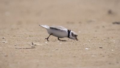 Imani the plover has 2 guests at Montrose Beach