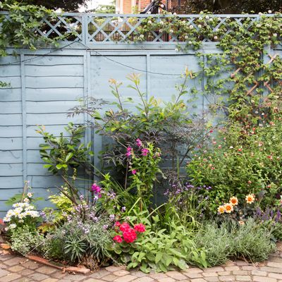 Avoid painting your garden fence with these 3 colours, warn experts