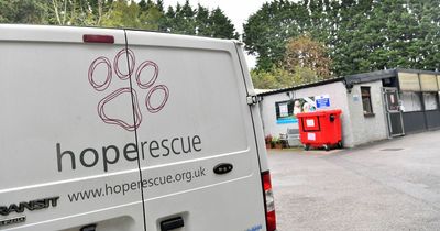 Dog rescue charity says vet bills have rocketed from £94,000 to £312,000 putting huge pressure on its future
