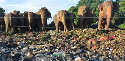 Human activities in Asia have reduced elephant habitat by nearly two-thirds since 1700, dividing what remains into ever-smaller patches