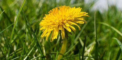 Dandelions are a lifeline for bees on the brink – we should learn to love them