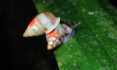 Polynesian snails release is biggest ever of ‘extinct in the wild’ species