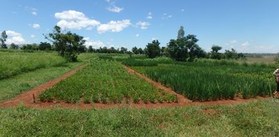 Could African farmers slash their reliance on mineral fertilisers by growing legumes?