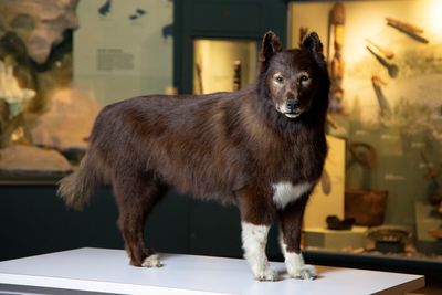 A good dog with great genes - 1920s Alaska sled-relay hero Balto