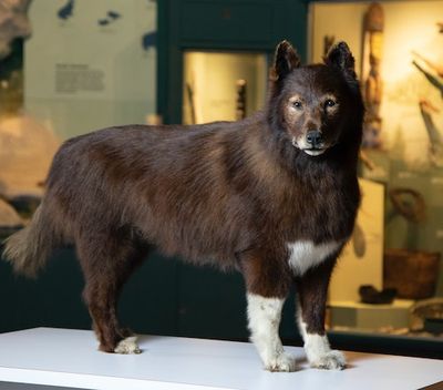 Was Balto Part Wolf? DNA Analysis Reveals New Details About the Heroic Dog