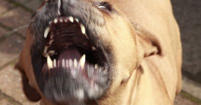 Devil dog owners who fail to control their animals set to be hit with on the spot fines