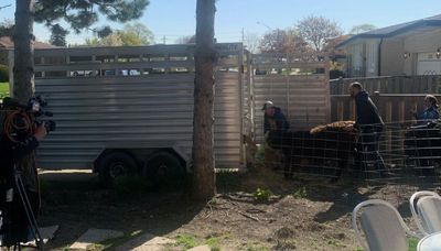 Heifer goes on the lam in north suburbs! But don’t have a cow — the cops caught it.